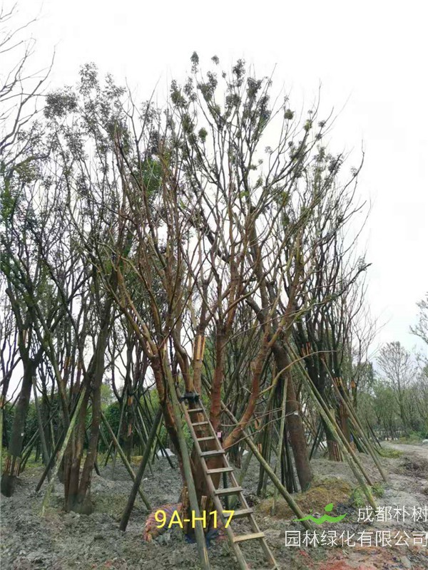 丛生黄连木71-90公分丛生黄连木价格是怎么样的？