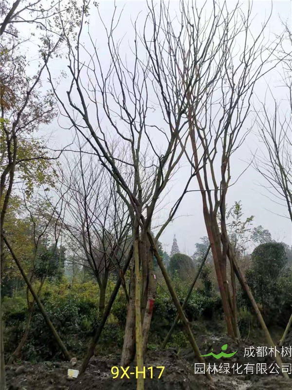 46-50公分丛生黄连木价格-趋势