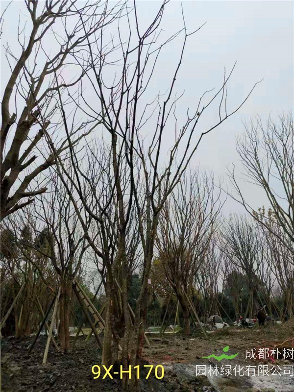 46-50公分丛生黄连木价格-趋势