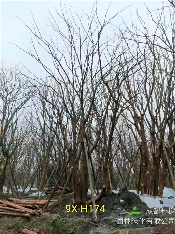 丛生黄连木91-108公分价格2020报价