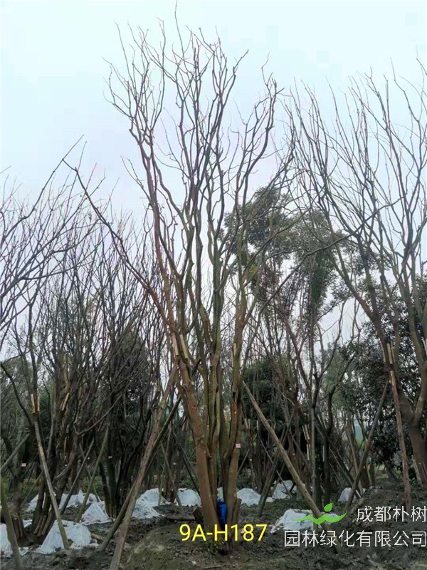 丛生黄连木71-90公分丛生黄连木价格是怎么样的？