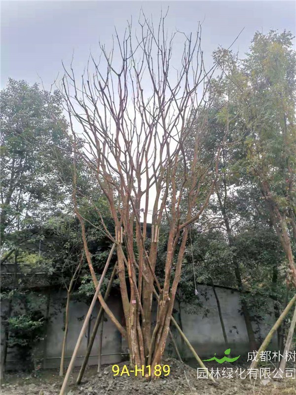 成都市丛生黄连木111-149公分价格形势