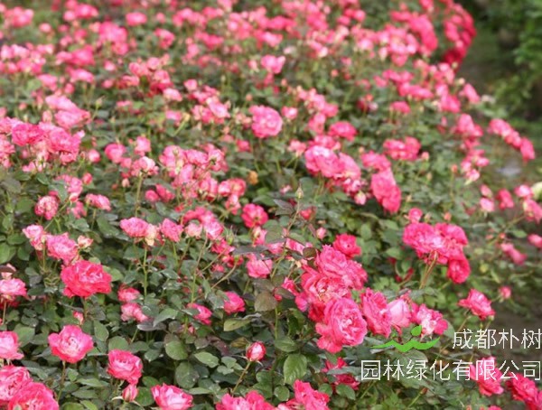 雪花肥牛月季是藤本还是灌木植物？