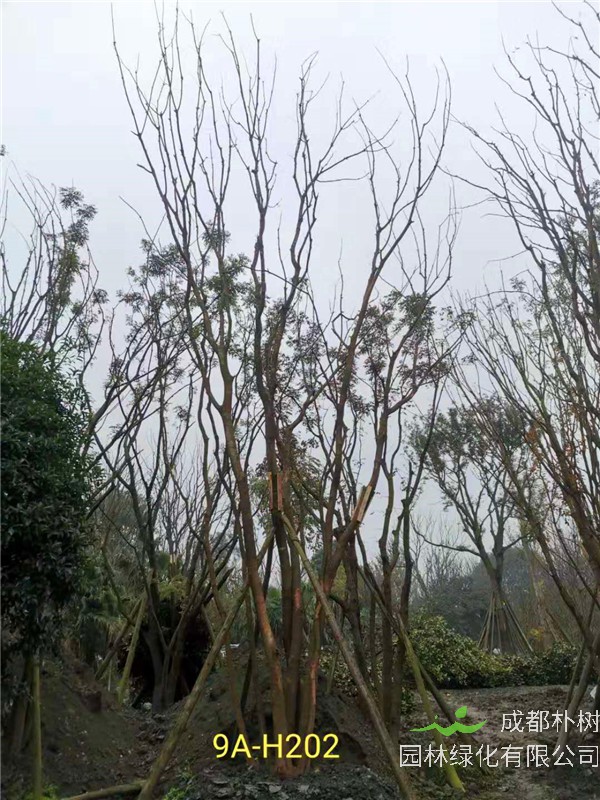 丛生黄连木71-90公分丛生黄连木价格是怎么样的？