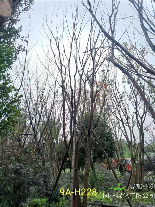 46-50公分丛生黄连木价格-趋势