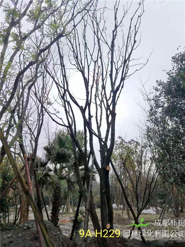 丛生黄连木56-65公分市场价格详情