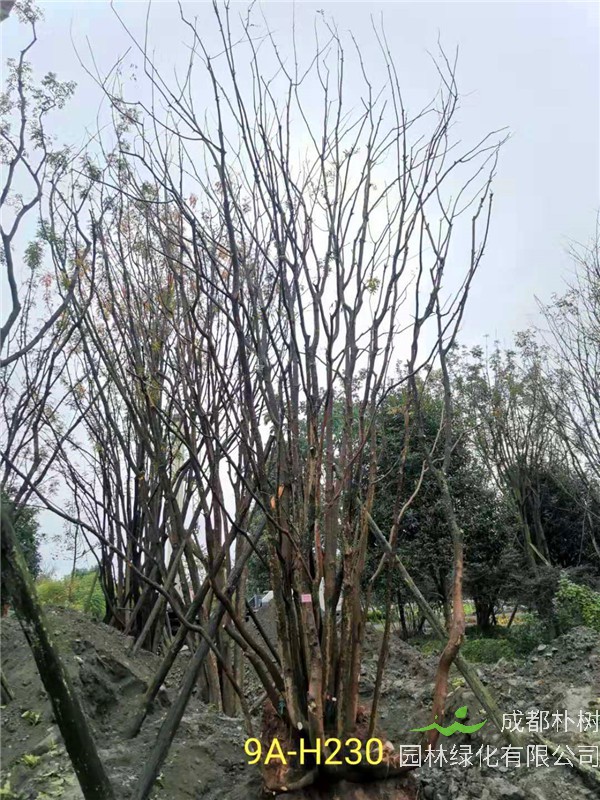 成都市丛生黄连木111-149公分价格形势