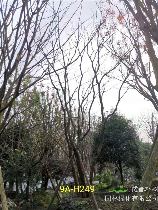 66-70公分丛生黄连木市场价格形势怎么样？