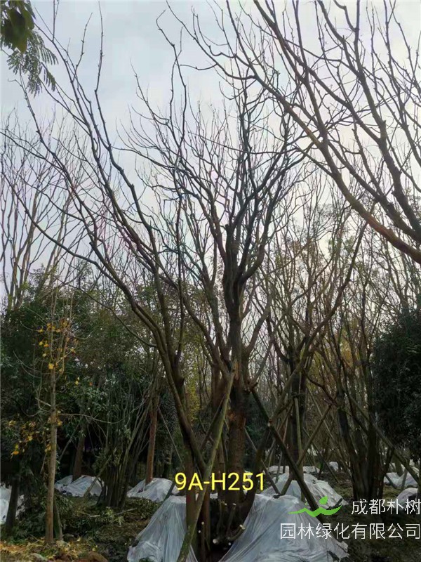 丛生黄连木91-108公分价格2020报价