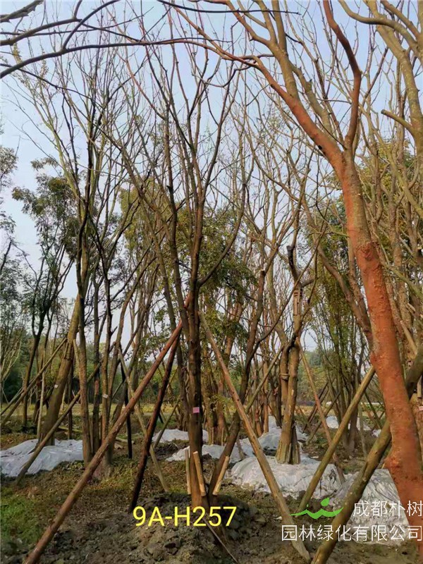 2020年丛生黄连木27-45公分价格详情