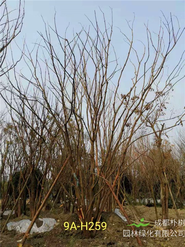 成都市丛生黄连木111-149公分价格形势