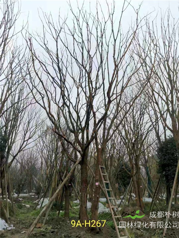 丛生黄连木51-55公分价格形势