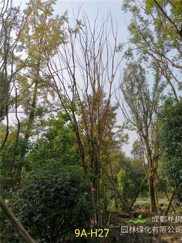 2020年丛生黄连木27-45公分价格详情