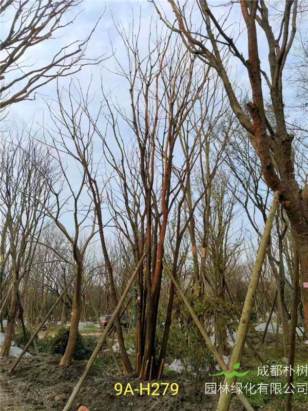成都市丛生黄连木111-149公分价格形势