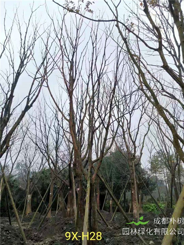 丛生黄连木56-65公分市场价格详情