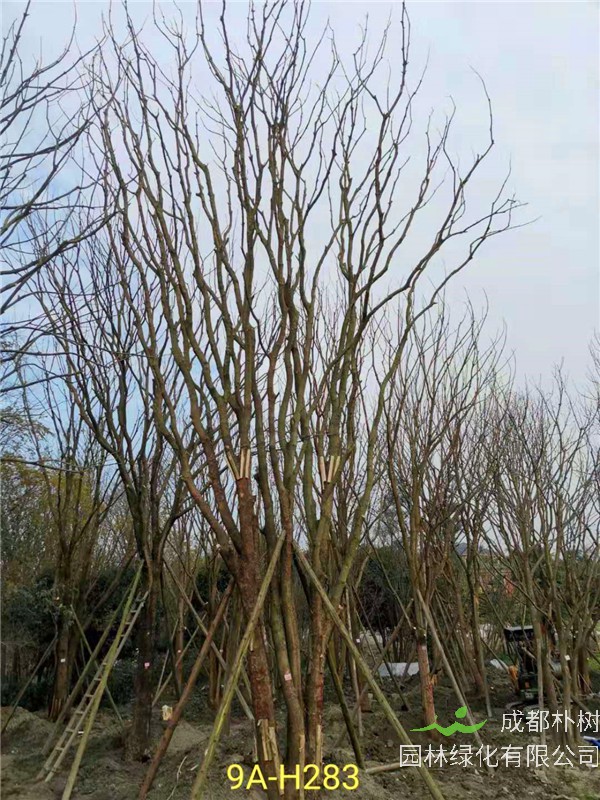 丛生黄连木91-108公分价格2020报价