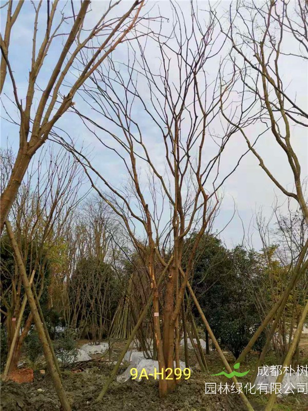 46-50公分丛生黄连木价格-趋势