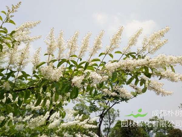 小腊树花语是什么？有哪些象征意义？