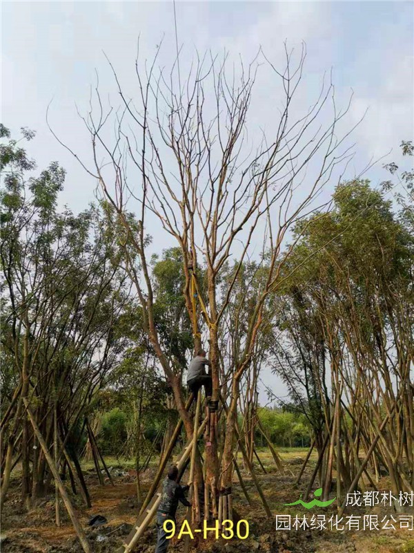 66-70公分丛生黄连木市场价格形势怎么样？