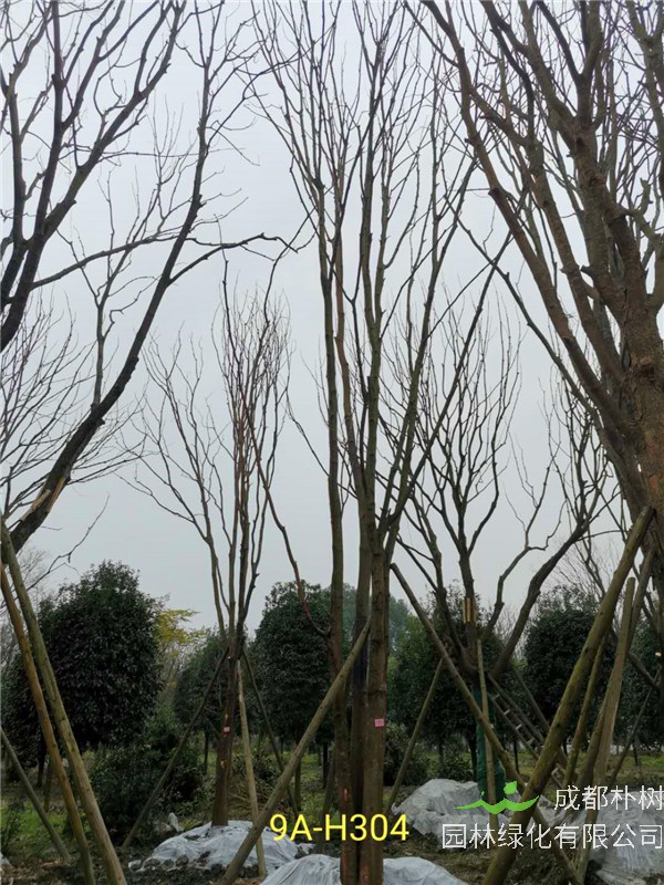 丛生黄连木51-55公分价格形势