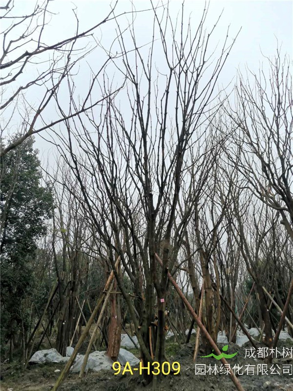 丛生黄连木91-108公分价格2020报价