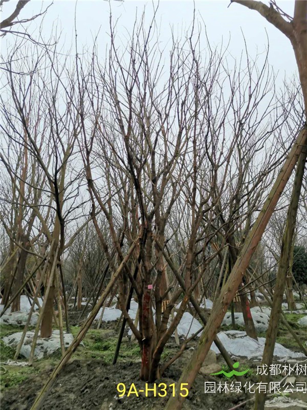 丛生黄连木71-90公分丛生黄连木价格是怎么样的？