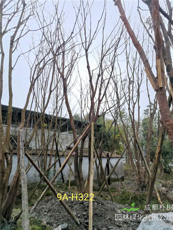 46-50公分丛生黄连木价格-趋势