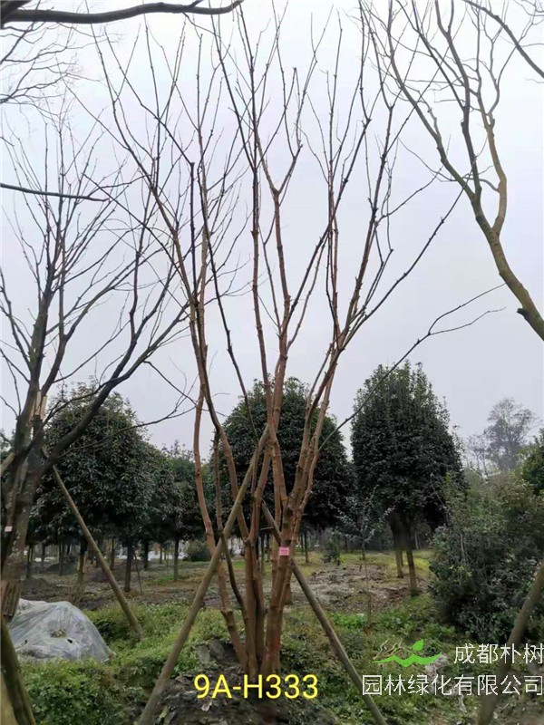 46-50公分丛生黄连木价格-趋势