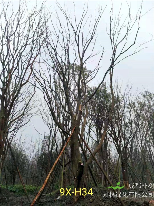 丛生黄连木91-108公分价格2020报价