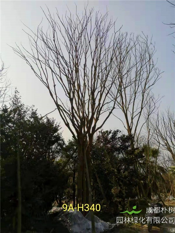 丛生黄连木71-90公分丛生黄连木价格是怎么样的？