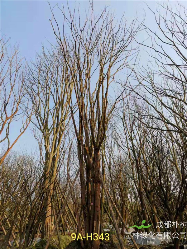 丛生黄连木71-90公分丛生黄连木价格是怎么样的？