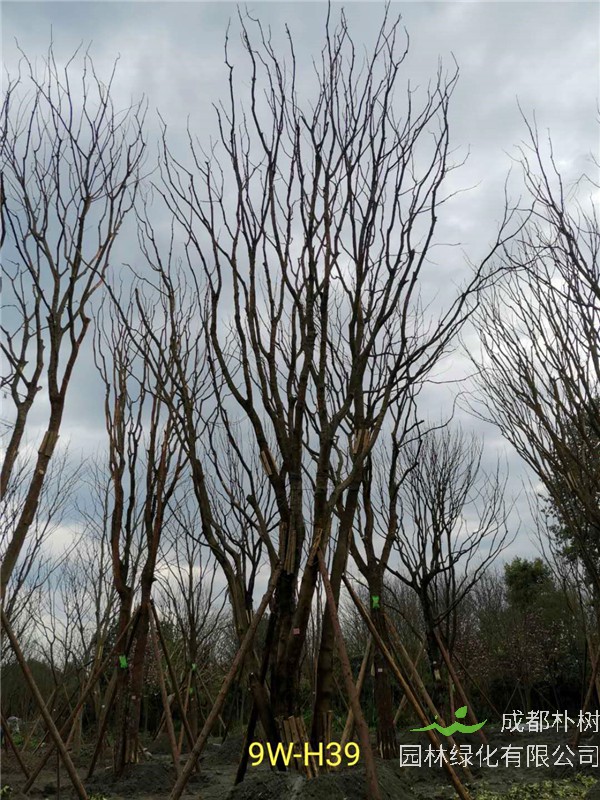 丛生黄连木91-108公分价格2020报价