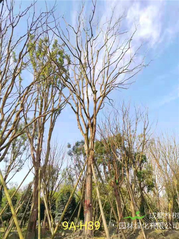 46-50公分丛生黄连木价格-趋势