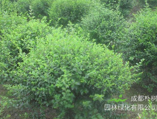 小腊树花有香味吗？