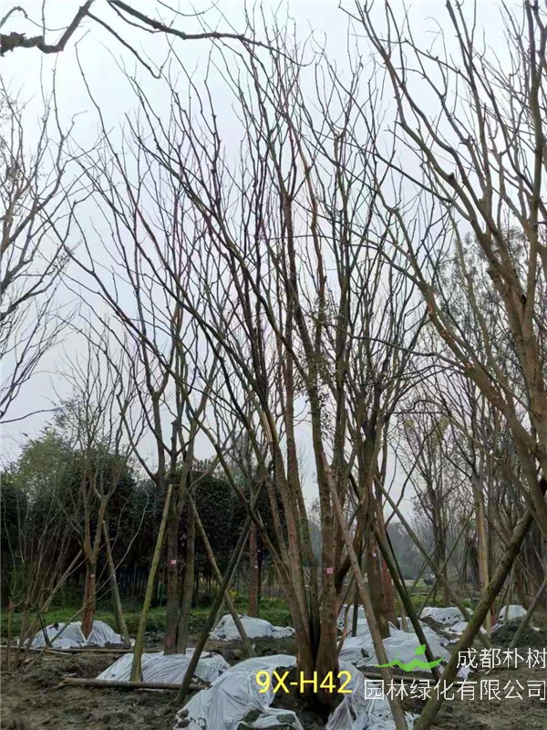 丛生黄连木91-108公分价格2020报价