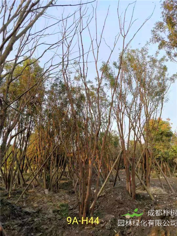 2020年丛生黄连木27-45公分价格详情