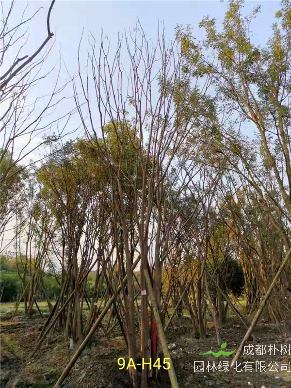 46-50公分丛生黄连木价格-趋势