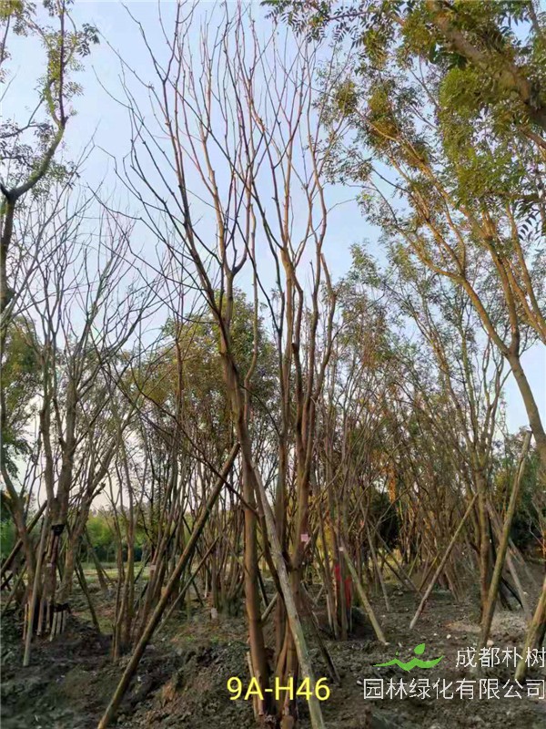 46-50公分丛生黄连木价格-趋势