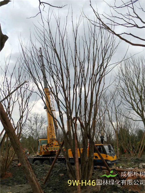 成都市丛生黄连木111-149公分价格形势