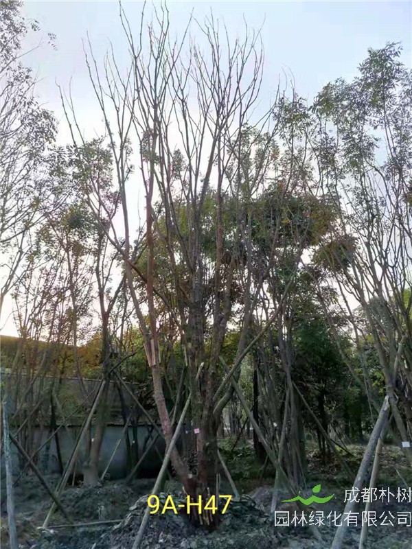 丛生黄连木56-65公分市场价格详情