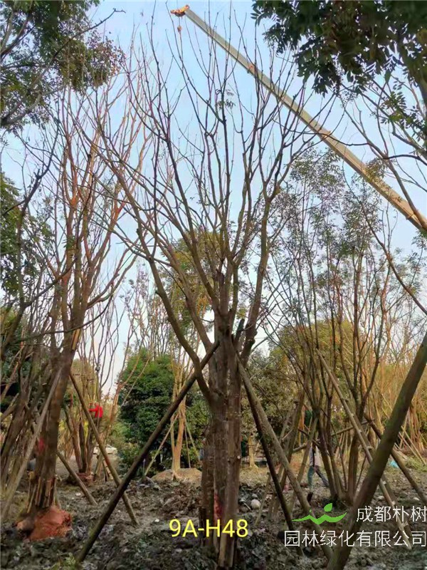 丛生黄连木56-65公分市场价格详情