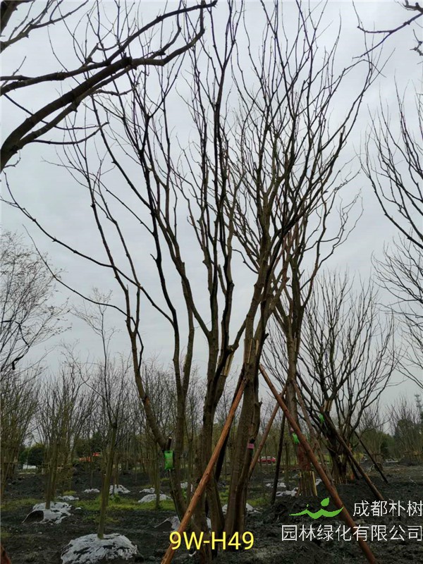 丛生黄连木91-108公分价格2020报价