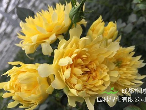 烟花波浪月季优缺点有哪些？