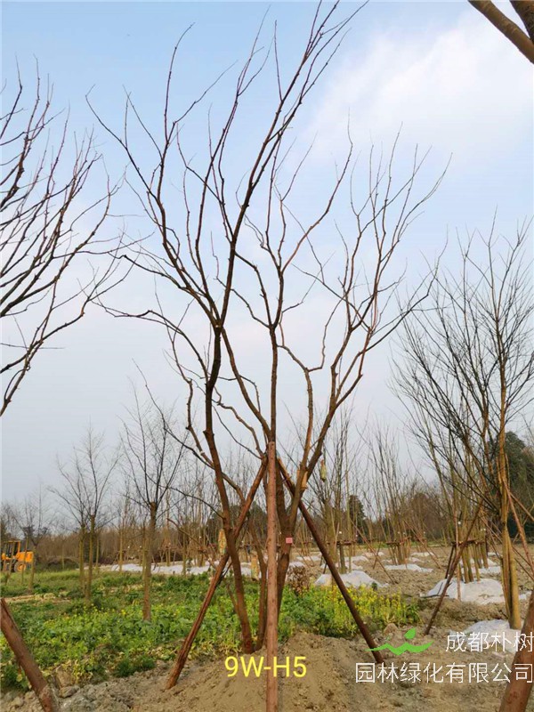 丛生黄连木51-55公分价格形势