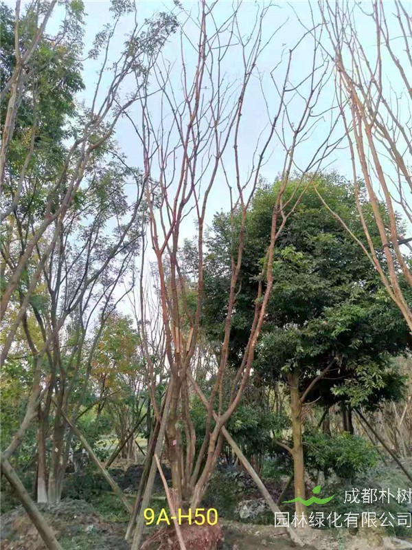 丛生黄连木51-55公分价格形势