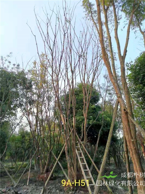 丛生黄连木51-55公分价格形势