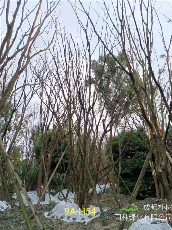 丛生黄连木91-108公分价格2020报价