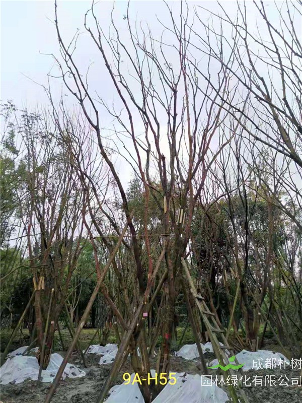 丛生黄连木71-90公分丛生黄连木价格是怎么样的？