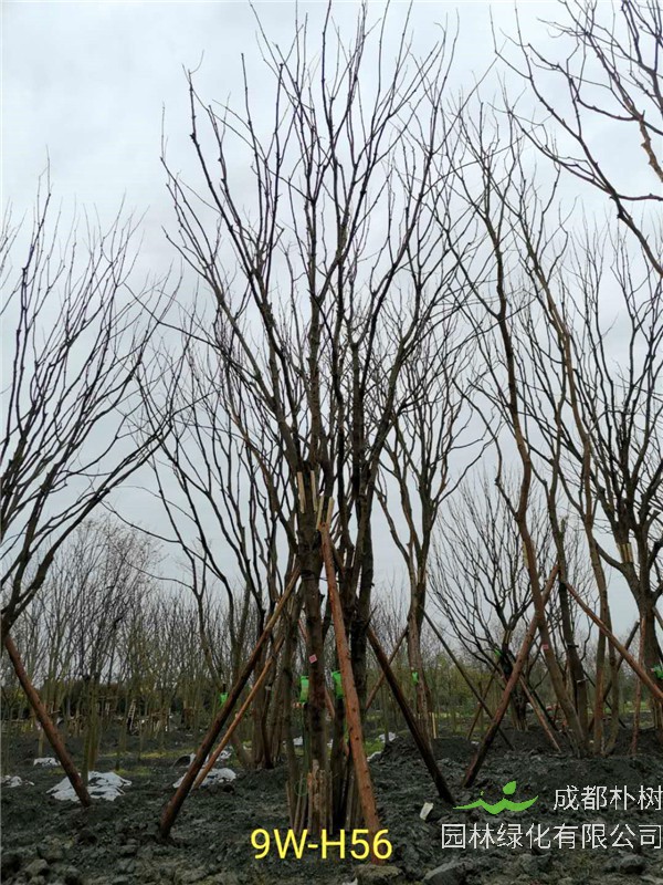 丛生黄连木91-108公分价格2020报价