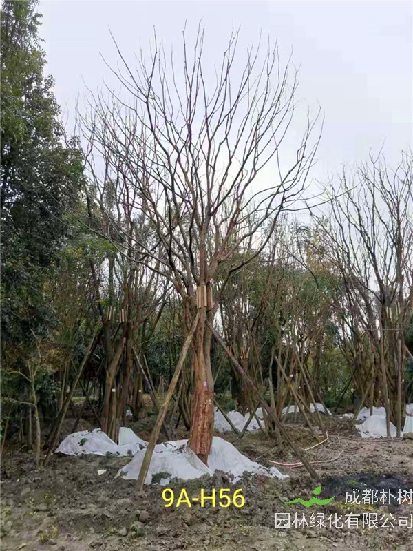 丛生黄连木56-65公分市场价格详情